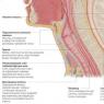 ﻿ Шея человека строение анатомия мышцы сосуды и нервы шеи в картинках